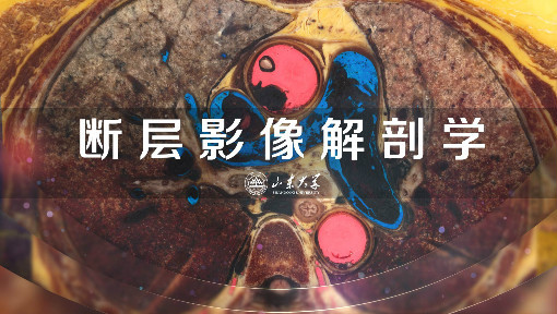 断层影像解剖学