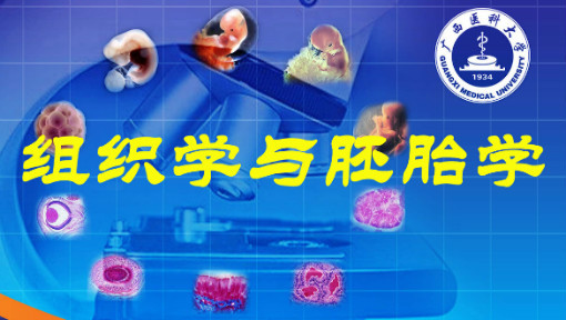 组织学与胚胎学