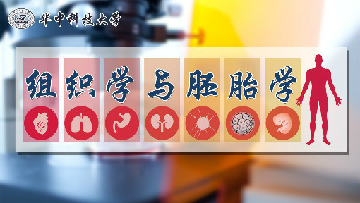 组织学与胚胎学