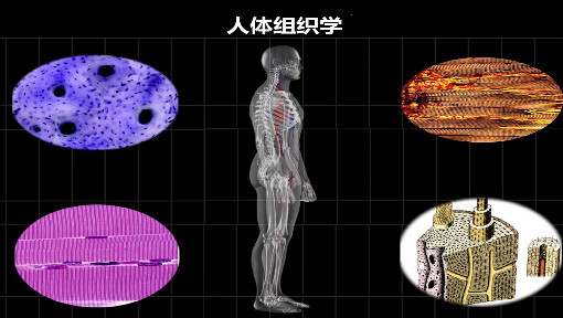 人体组织学