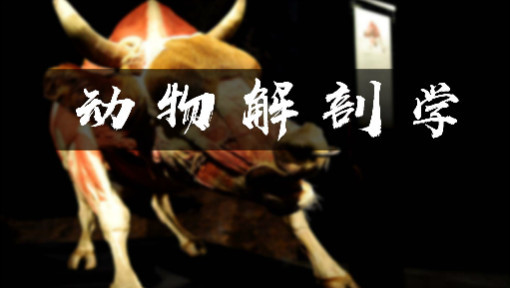 动物解剖学