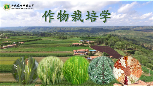 作物栽培学