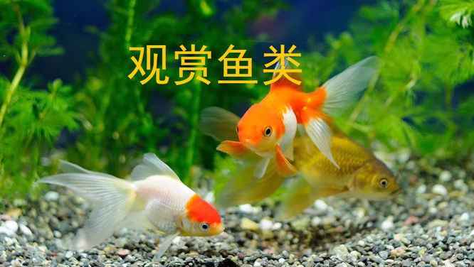 观赏鱼类