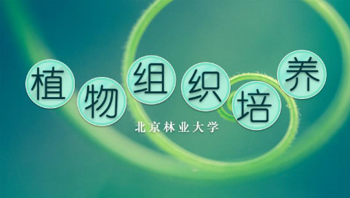 植物组织培养