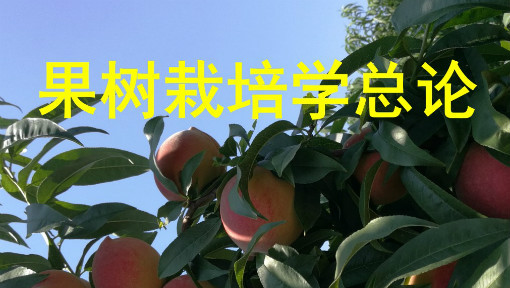 果树栽培学总论