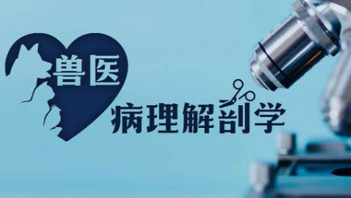 兽医病理解剖学