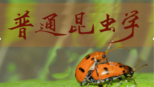 普通昆虫学