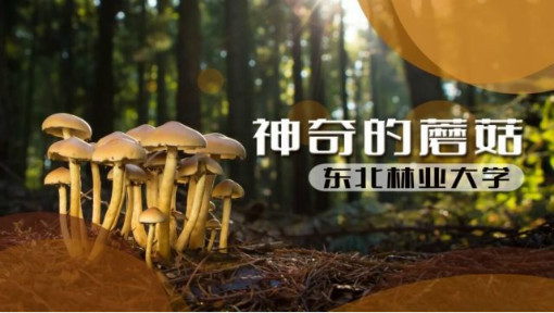 神奇的蘑菇