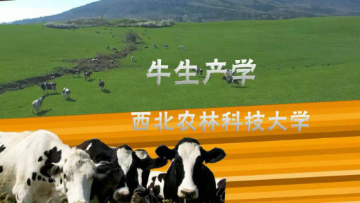 牛生产学