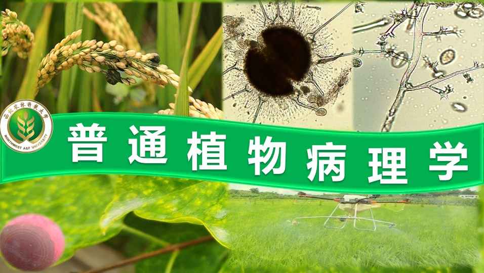 普通植物病理学