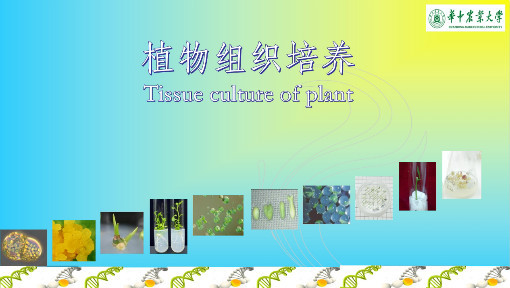 植物组织培养