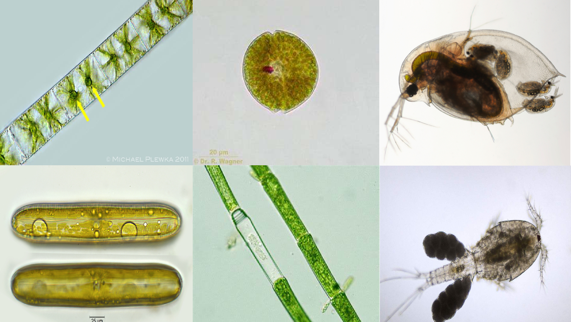 水生生物学