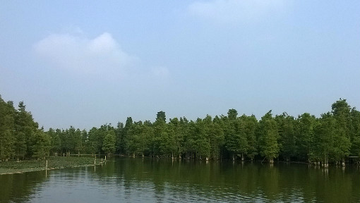 湿地生态学