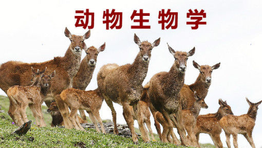 动物生物学