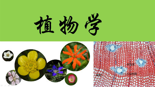 植物学