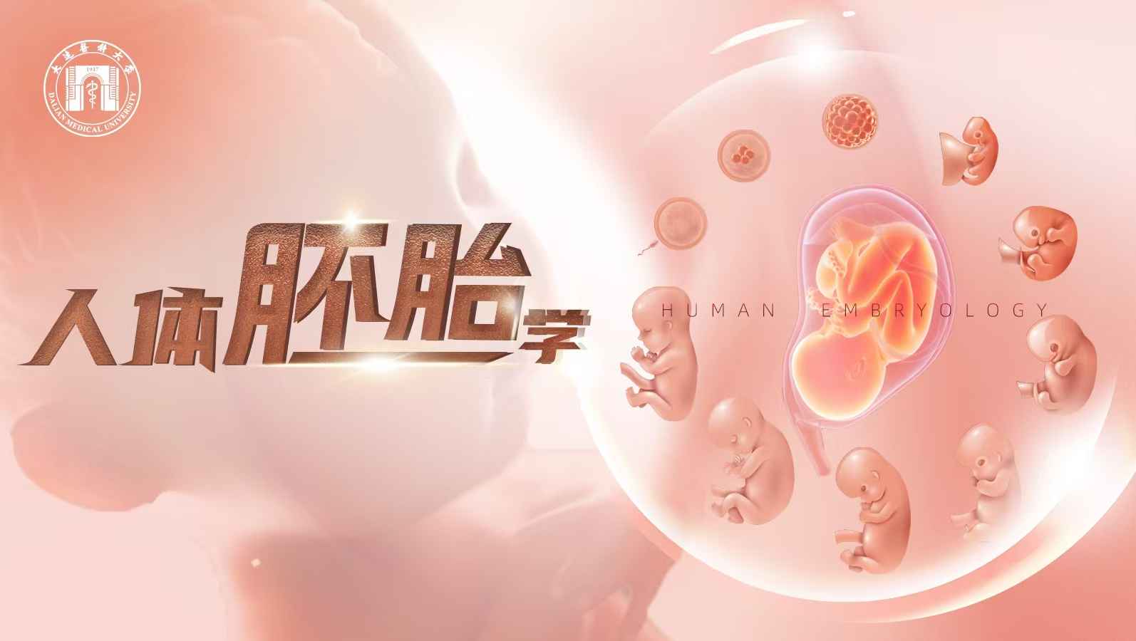 人体胚胎学